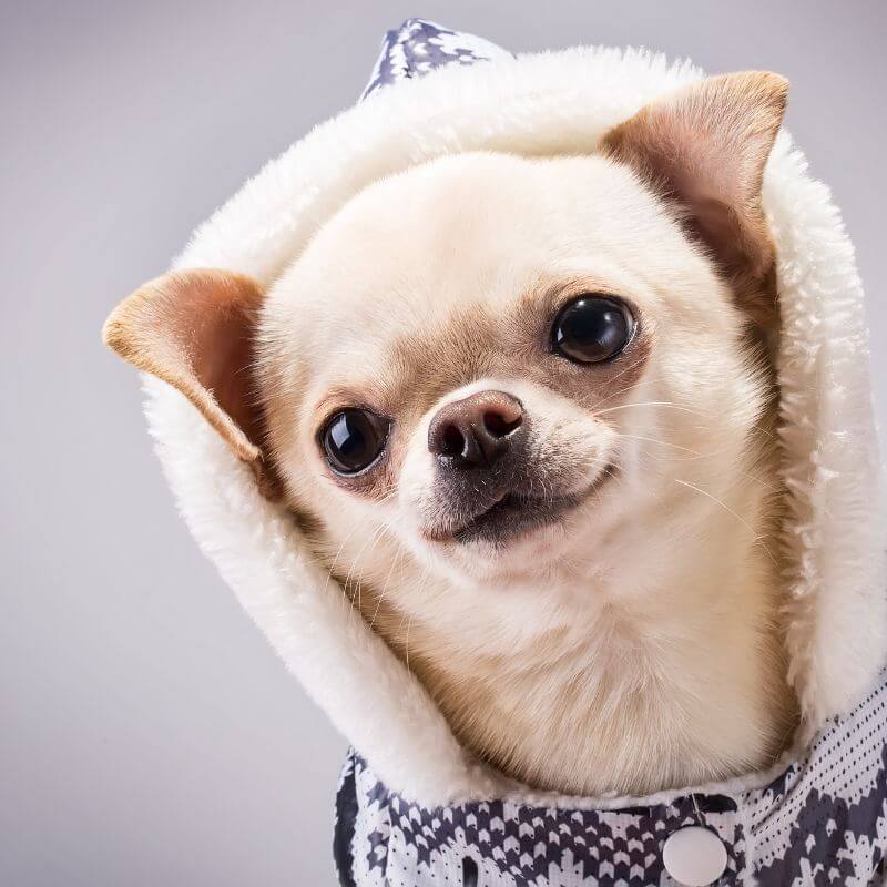 Are Chihuahuas Hypoallergenic