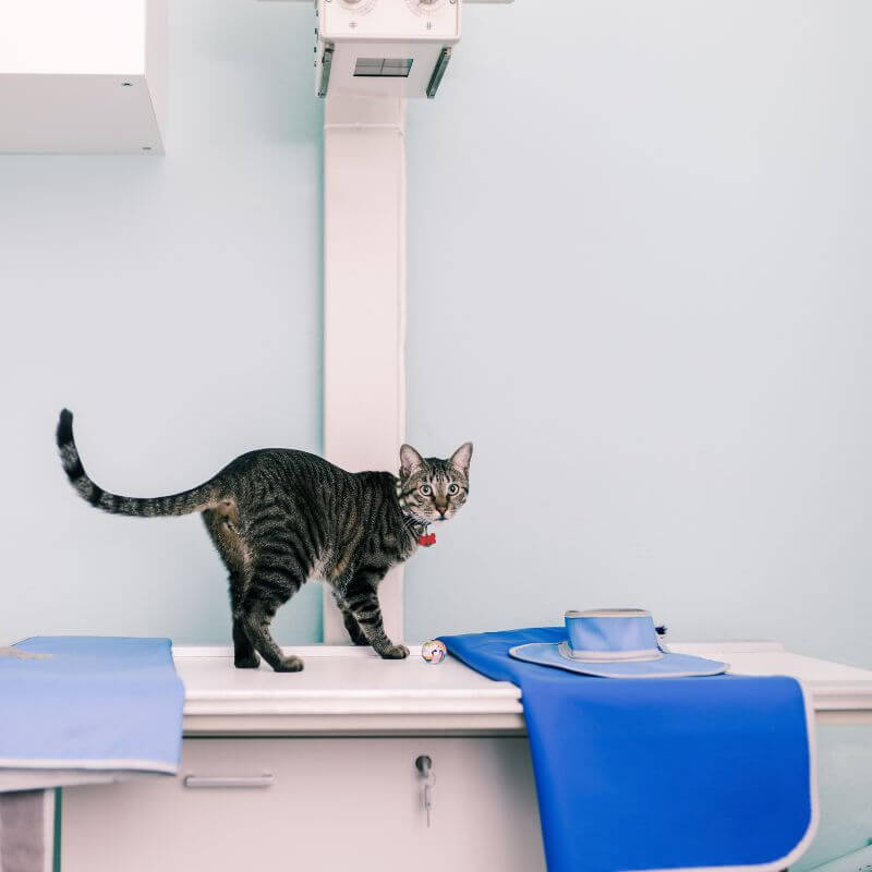 Cat X-Ray Costs