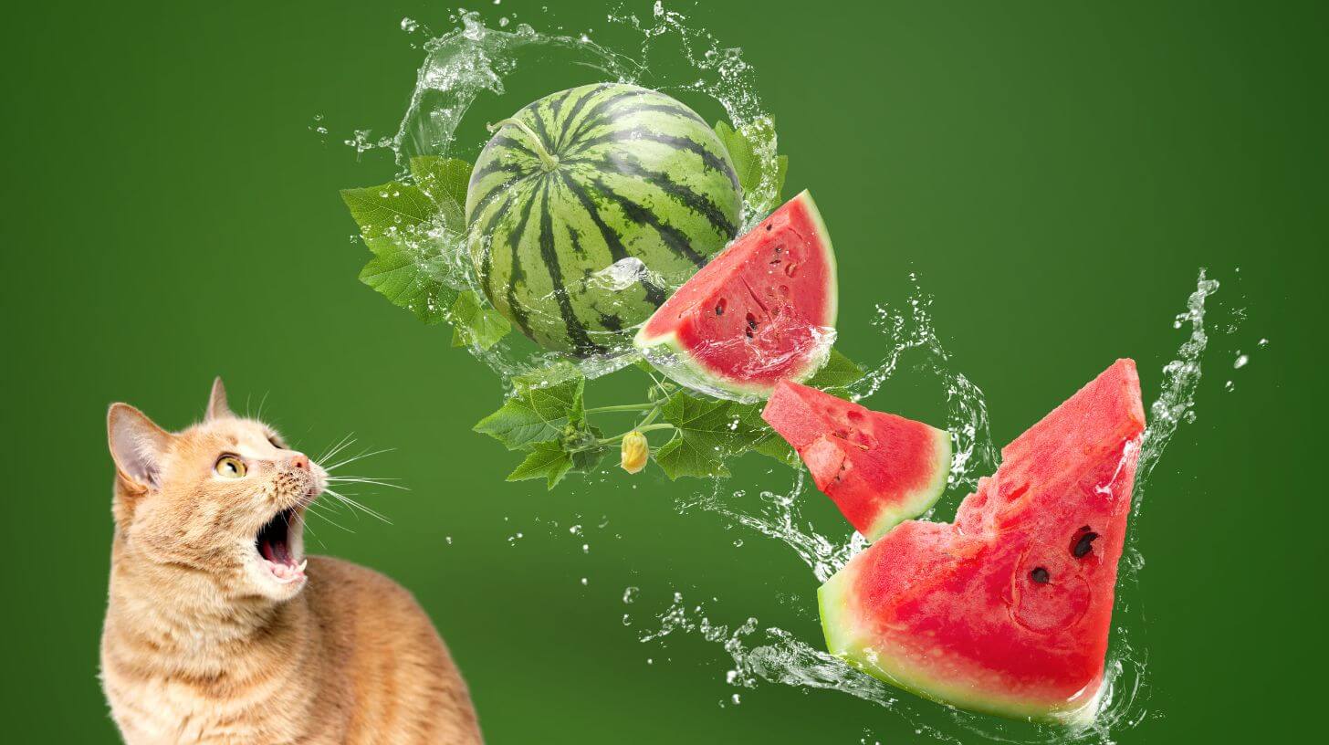 A cat and a watermelon.