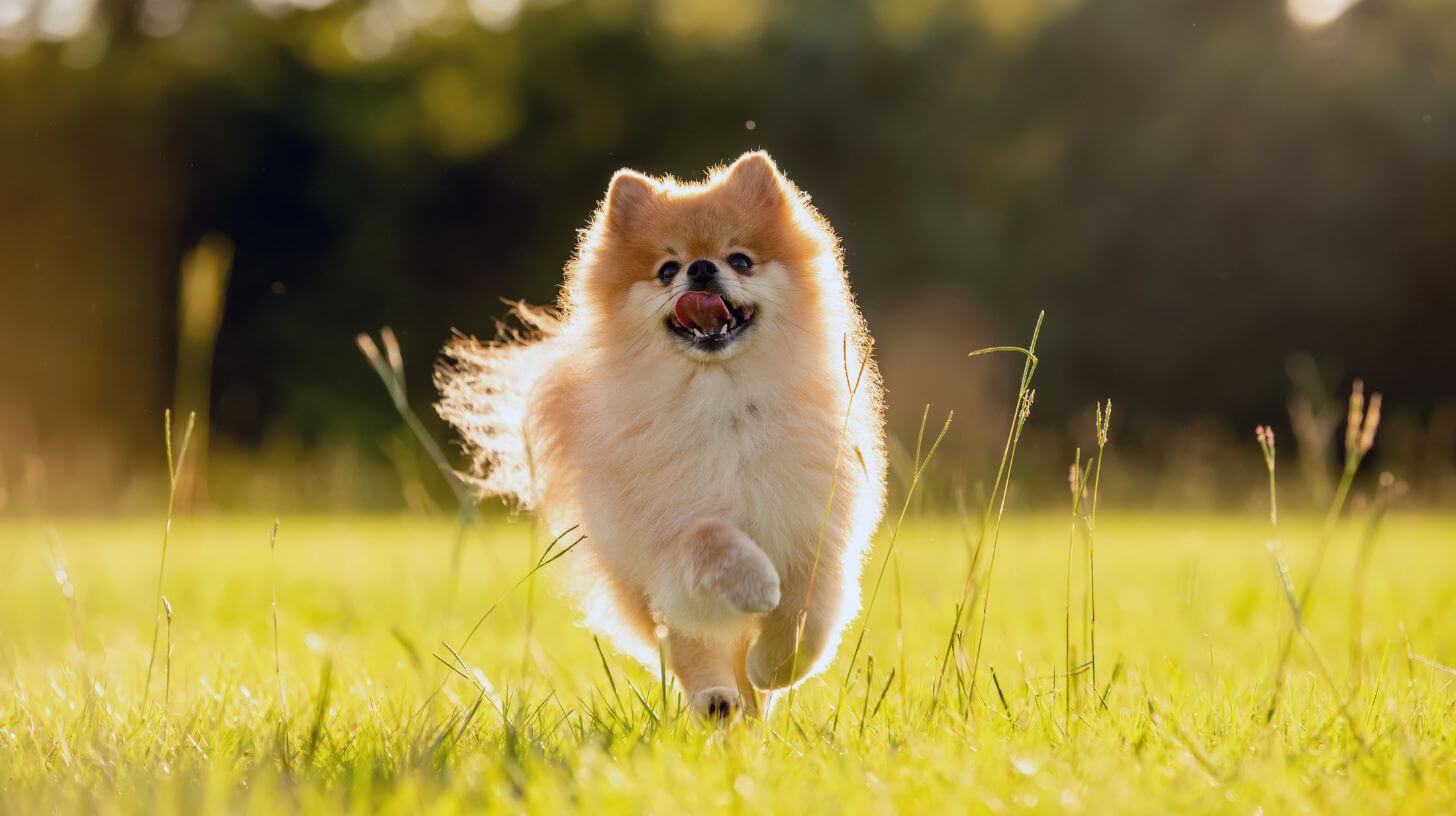 Pomeranian running on the grass