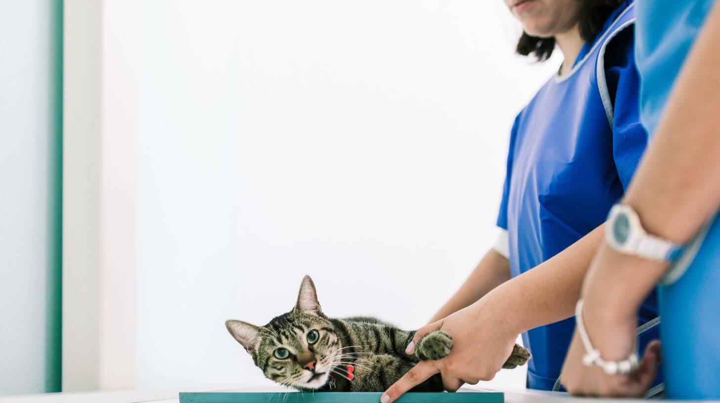 cat on an xray machine
