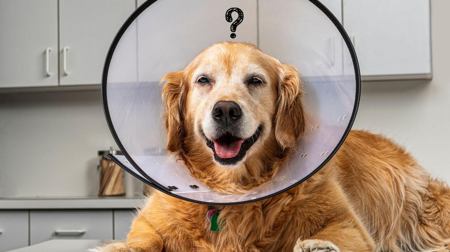 dog just woke up after being spayed