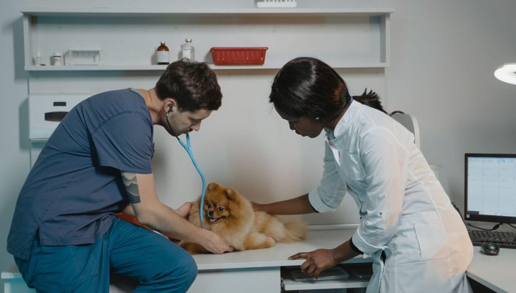 Vet diagnosing the pomeranian. How long do pomeranians live?