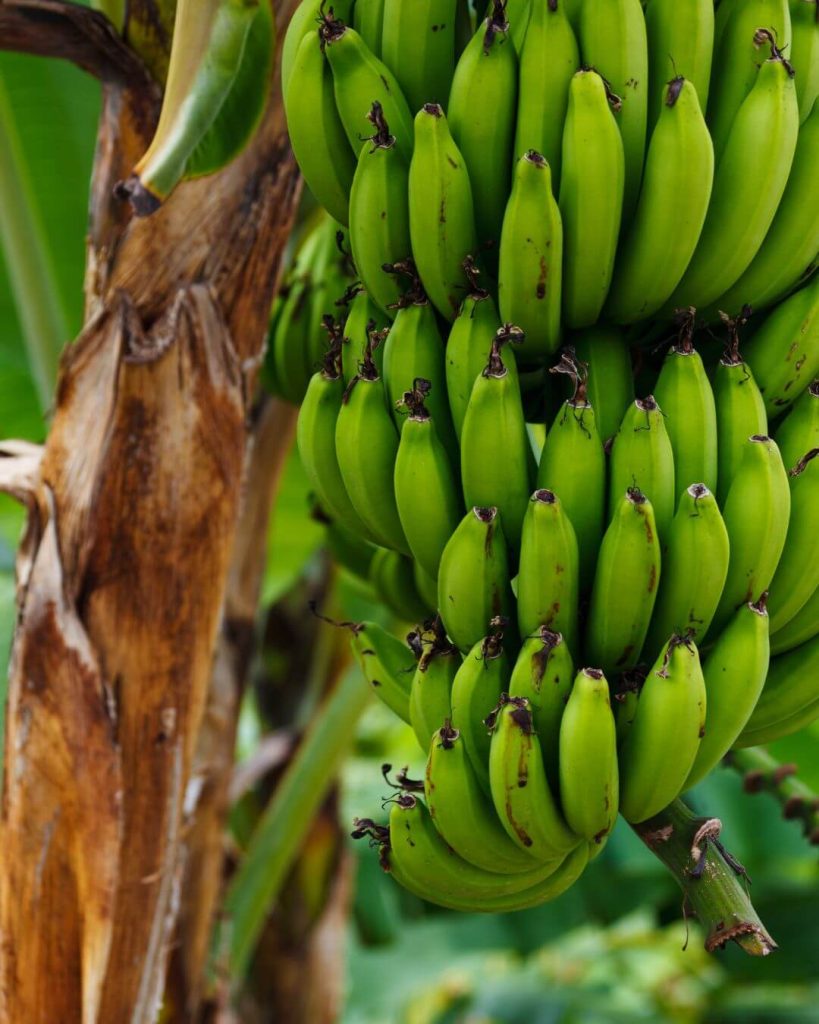 Green Bananas - Can Dogs Eat Green Bananas