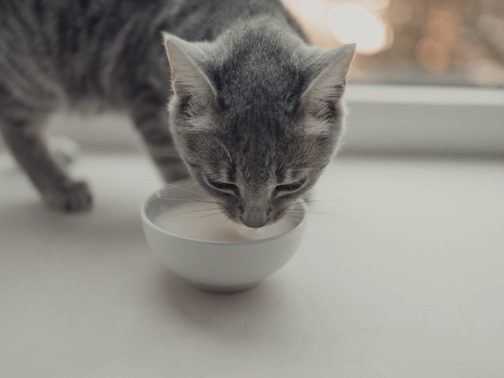 A cat drinking milk