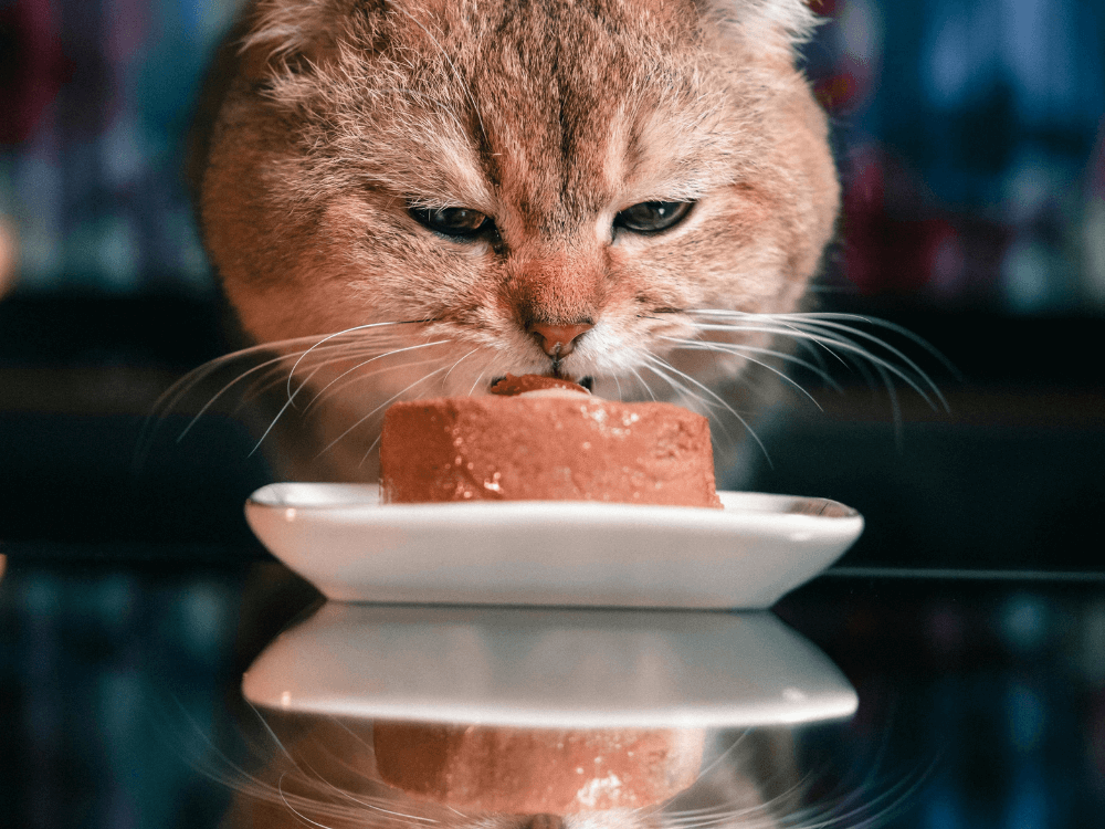 Adult Cat Eating Cat Food