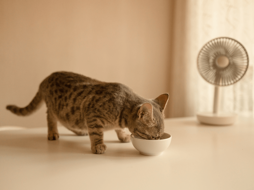 Can Senior Cats Eat Kitten Food