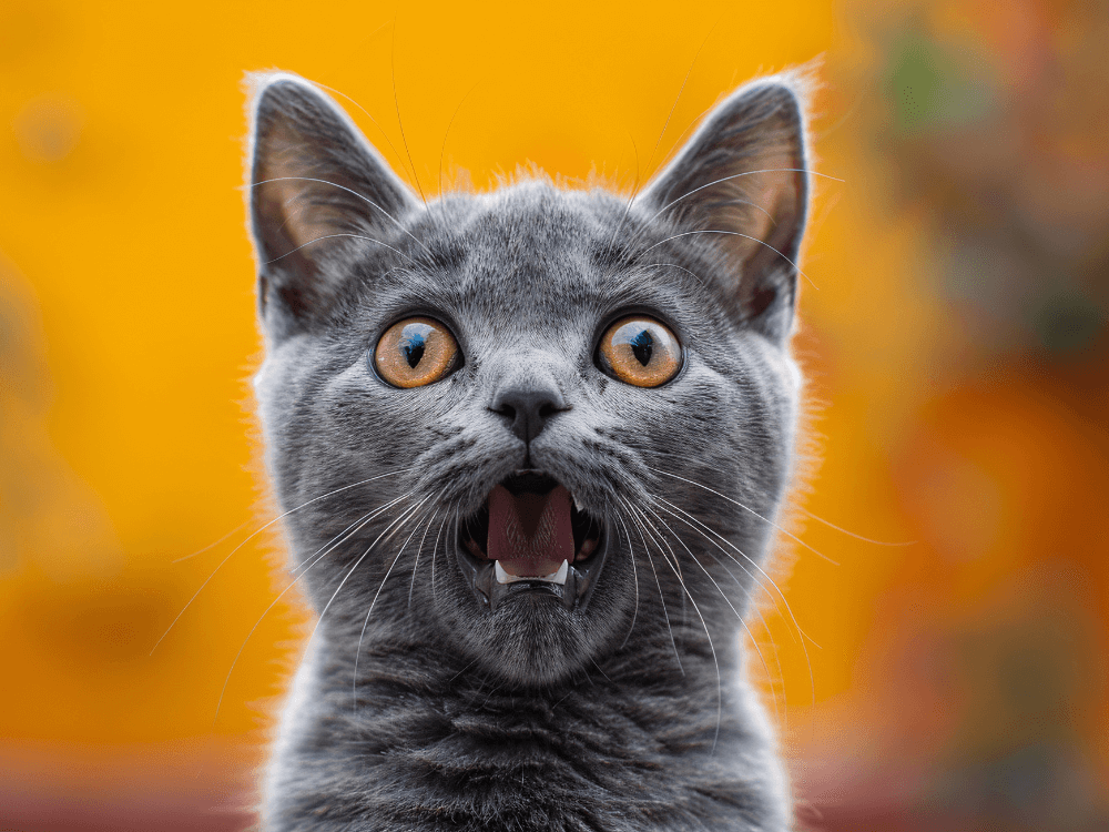 Shocked face cat