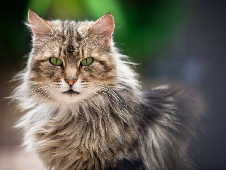 Taurine Deficiency Symptoms in Cats