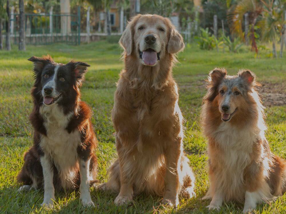 Three dogs sitting together looking at the camera