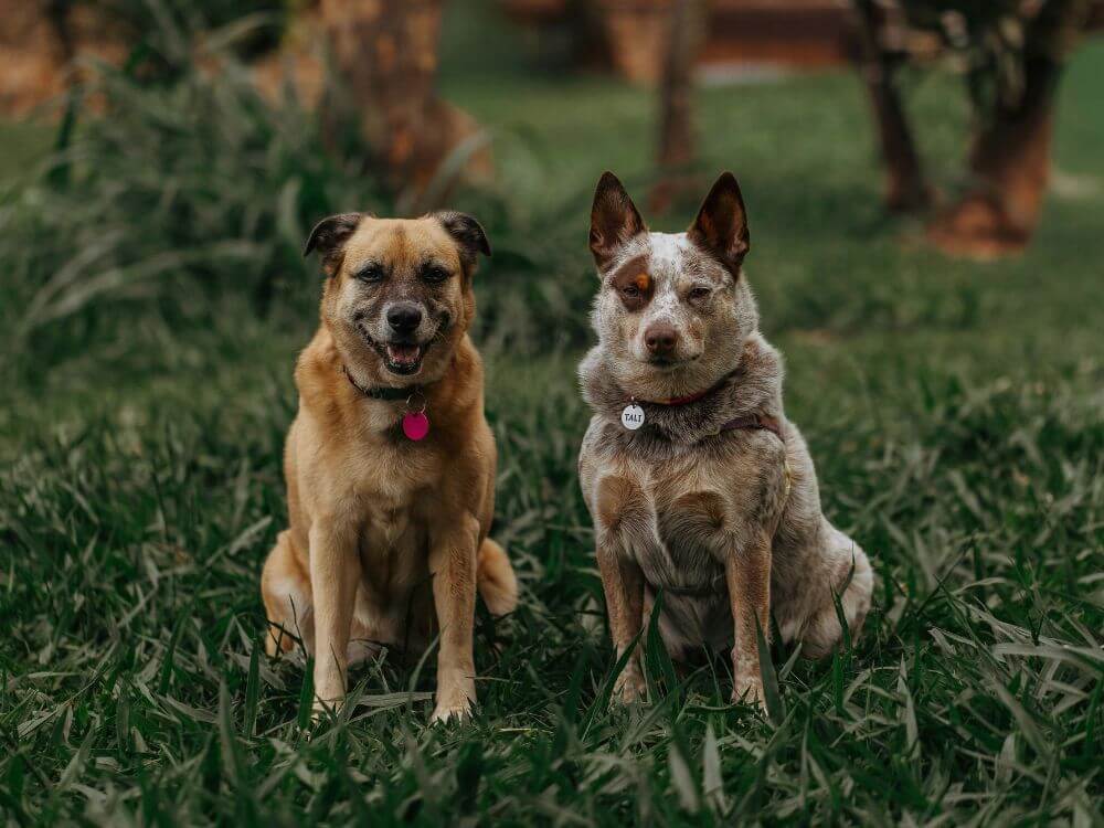 Two dogs sitting together in one frame looking at the camera